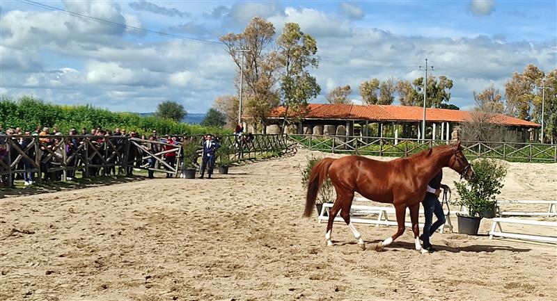  Centro di Riproduzione di Su Padru - Ozieri